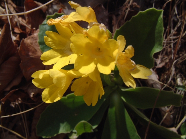 Primula auricula /  Primula orecchia d''orso